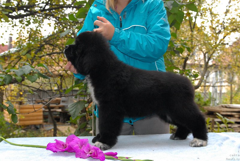 Фотография № 154024