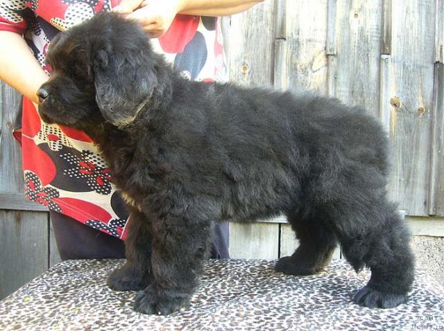 Фото: ньюфаундленд Imidj Damskiy Ugodnik (Имидж Дамский Угодник)