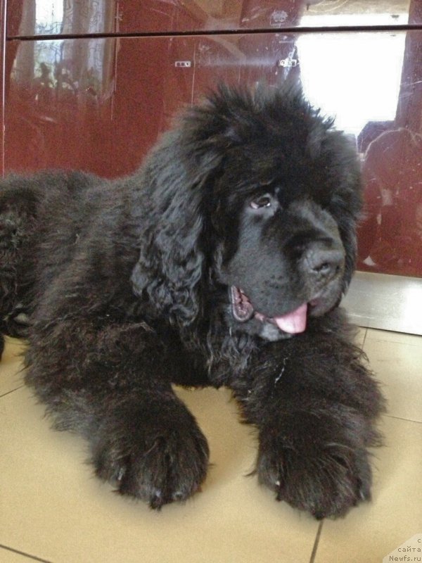 Фото: Блэк Диамонд Агидель от Потапа Чеззарио