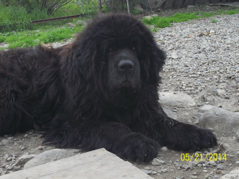 Фото: ньюфаундленд Viski Red Label Veps (Виски Ред Лейбл Вепс)