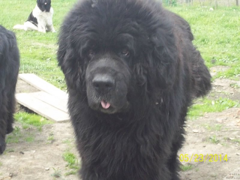 Фото: ньюфаундленд Viski Red Label Veps (Виски Ред Лейбл Вепс)