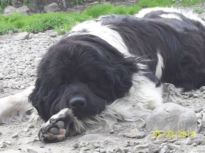 Фото: ньюфаундленд Super Premium Litoniel Vallaninor (Супер Премиум Литониэль Валланинор)