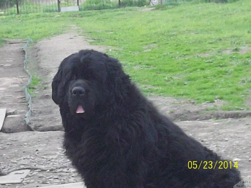 Фото: ньюфаундленд Vito Kacho Ferl (Вито Качо Ферл)