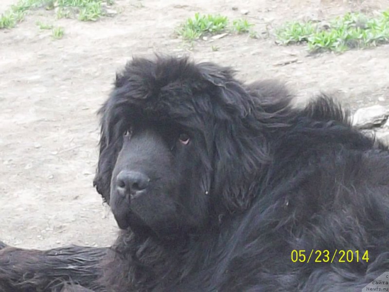 Фото: ньюфаундленд Super Premium Nao Del Trato (Супер Премиум Нао Дел Трато)