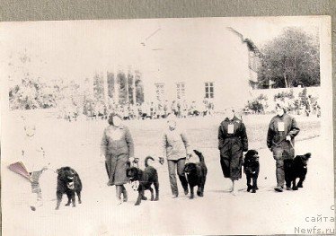 Фото: Барнаул, 1987 Выставка.Парад пород