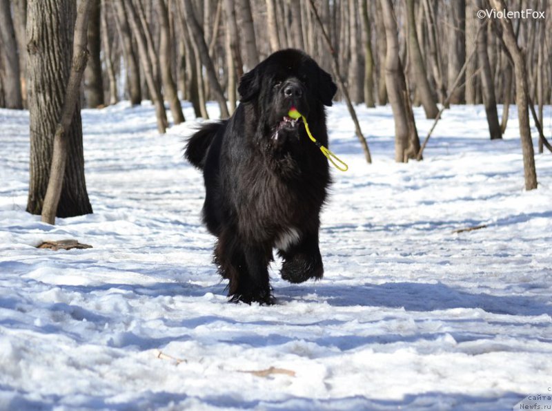Фото: ньюфаундленд Kiper Soul Layon Hyeert (Кипер Соул Лайон Хэерт)