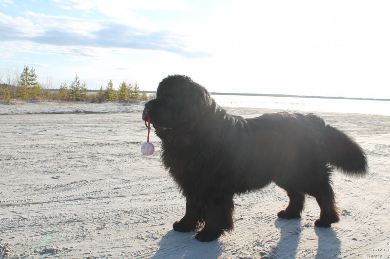 Фото: ньюфаундленд Omar SHerif (Омар Шериф)