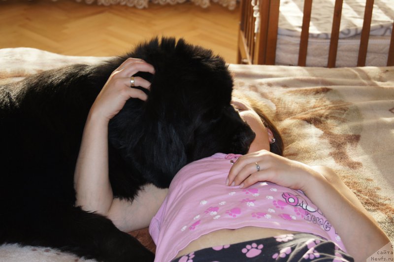 Фото: ньюфаундленд Beguschaya po Volnam Foget Mi Not (Бегущая по Волнам Фогет Ми Нот), Aleksandra Fetisova (Александра Фетисова)