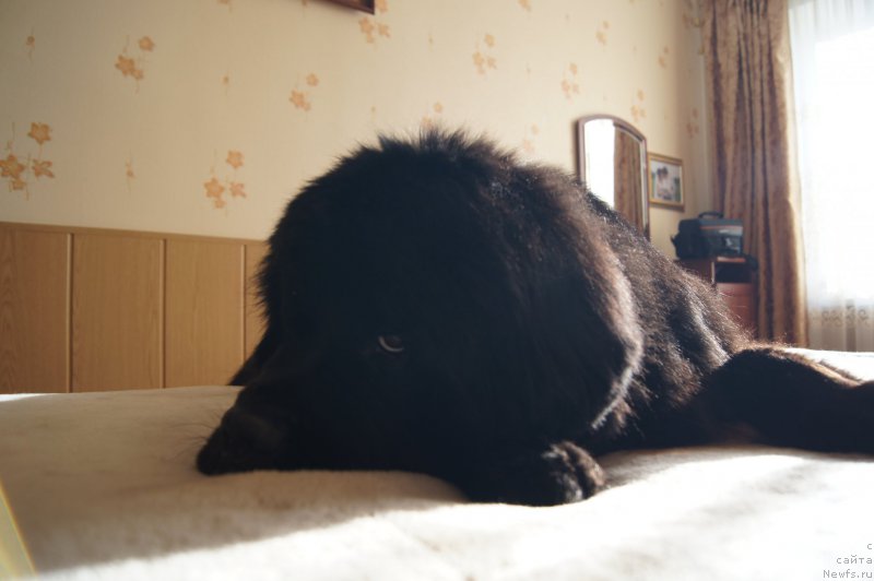 Фото: ньюфаундленд Beguschaya po Volnam Foget Mi Not (Бегущая по Волнам Фогет Ми Нот)