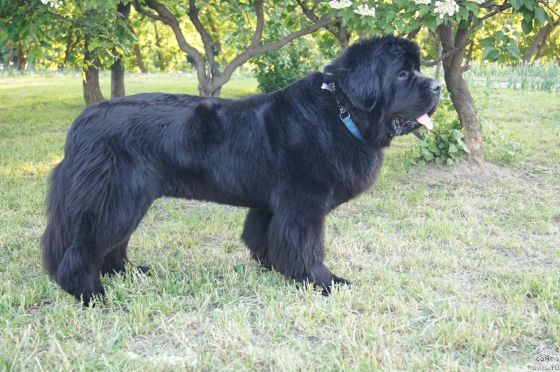 Фото: ньюфаундленд Beguschaya po Volnam Foget Mi Not (Бегущая по Волнам Фогет Ми Нот)