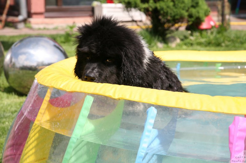Фото: ньюфаундленд I love You Moon Bear
