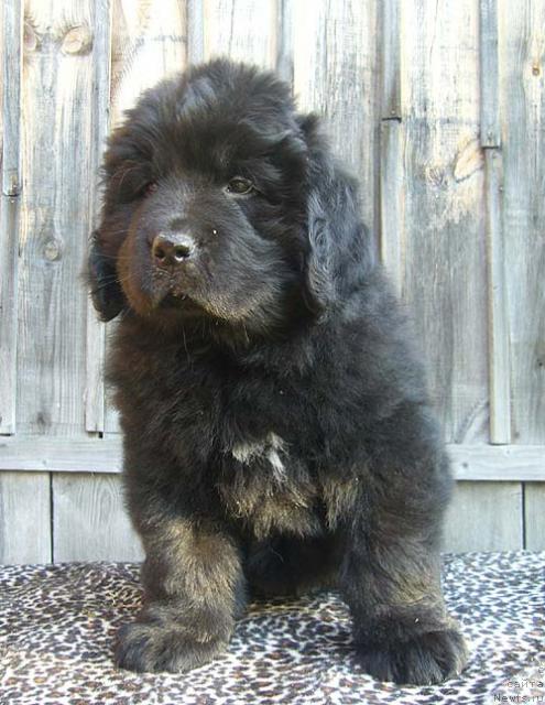 Фото: ньюфаундленд Imidj Damskiy Ugodnik (Имидж Дамский Угодник)