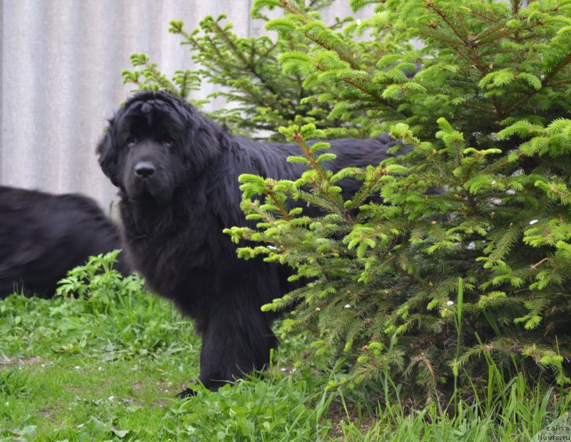 Фото: ньюфаундленд I'm Little Princess Midnight Bear