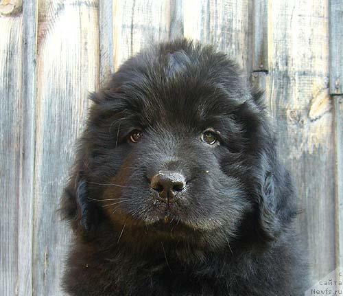 Фото: ньюфаундленд Imidj Damskiy Ugodnik (Имидж Дамский Угодник)