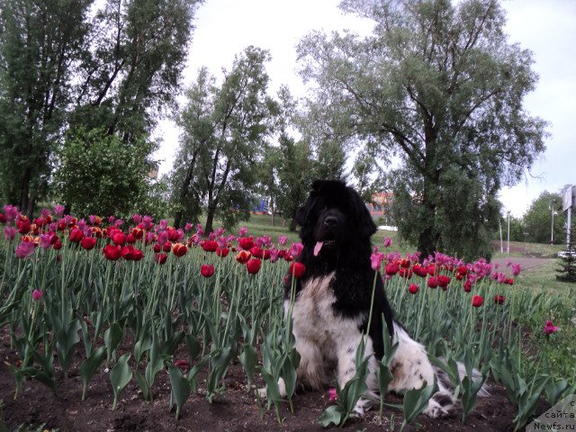 Фото: ньюфаундленд Plushevaya Panda Ferrero Rond Noir (Плюшевая Панда Ферреро Ронд Нуар)