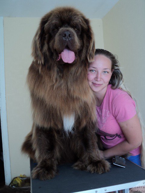 Фото: ньюфаундленд Povelitel' Velikih Ozer (Повелитель Великих Озер), YElina YUnusova (Элина Юнусова)