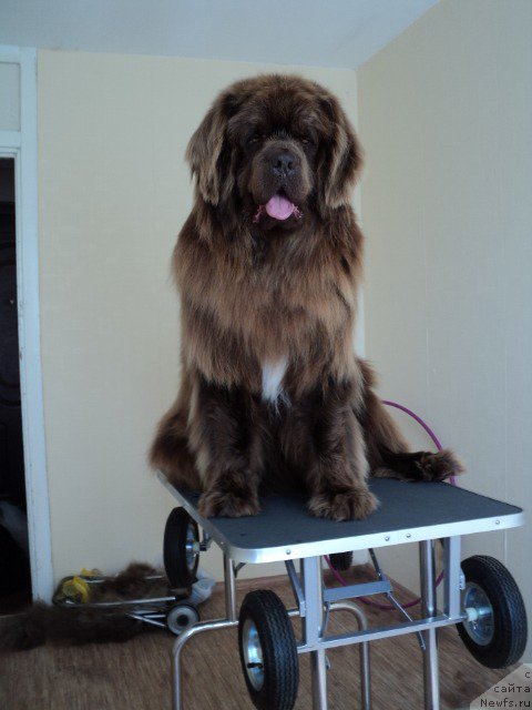 Фото: ньюфаундленд Povelitel' Velikih Ozer (Повелитель Великих Озер)