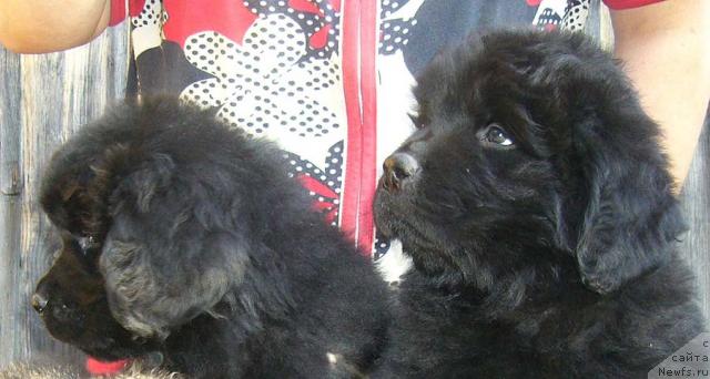 Фото: ньюфаундленд Imidj Damskiy Ugodnik (Имидж Дамский Угодник), ньюфаундленд Istochnik Vdohnoveniya dlya N'yufort (Источник Вдохновения для Ньюфорт)