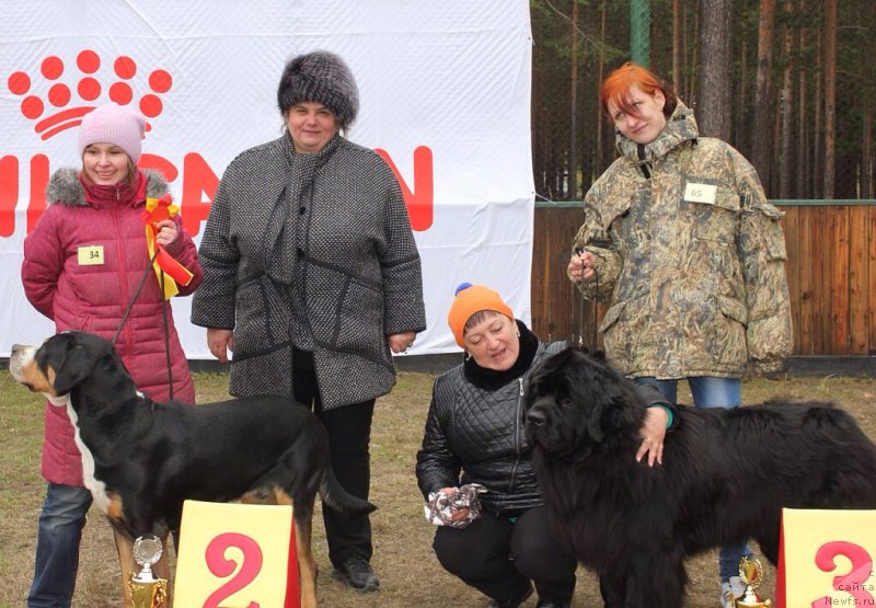 Фото: ньюфаундленд Akvian Song Insayd Mi Vord (Аквиан Сонг Инсайд Ми Ворд)