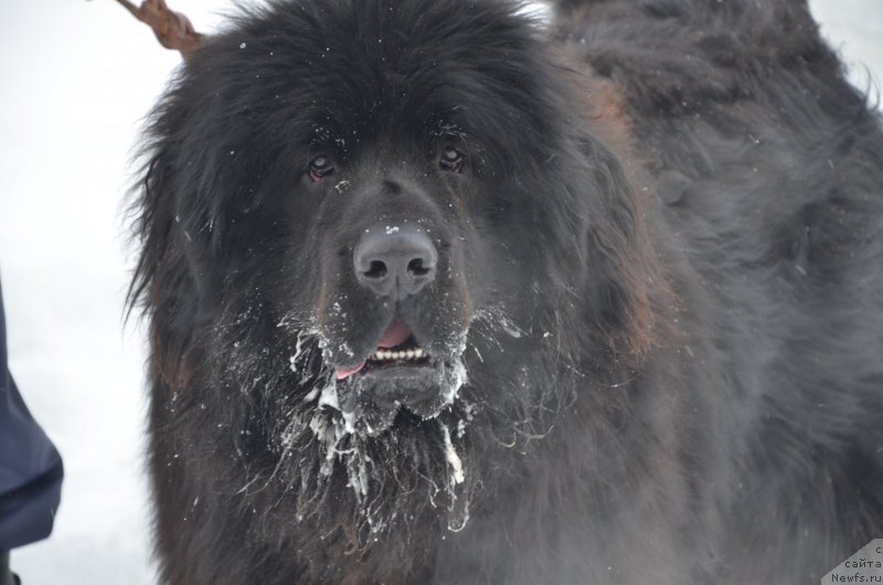 Фото: ньюфаундленд Fiamettahauz Regul (Фиаметтахауз Регул), ньюфаундленд Fiamettahauz Regul (Фиаметтахауз Регул)