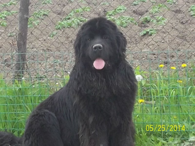 Фото: ньюфаундленд Super Premium Nemessis (Супер Премиум Немессис)