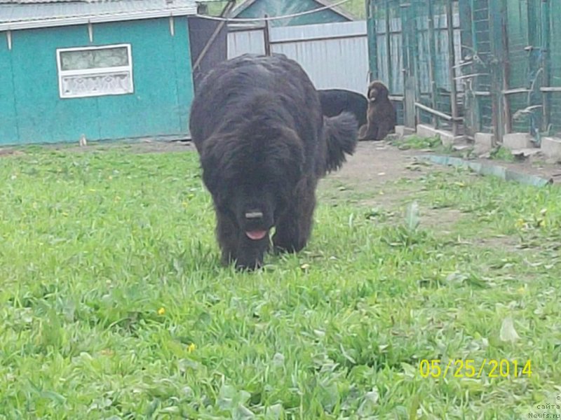 Фото: ньюфаундленд Super Premium Nemessis (Супер Премиум Немессис)