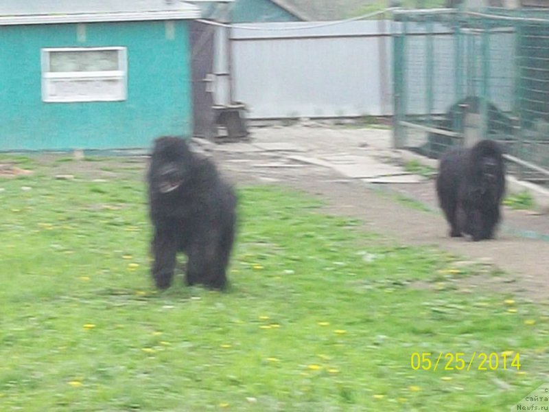 Фото: ньюфаундленд Super Premium Nao Del Trato (Супер Премиум Нао Дел Трато), ньюфаундленд Super Premium Nemessis (Супер Премиум Немессис)