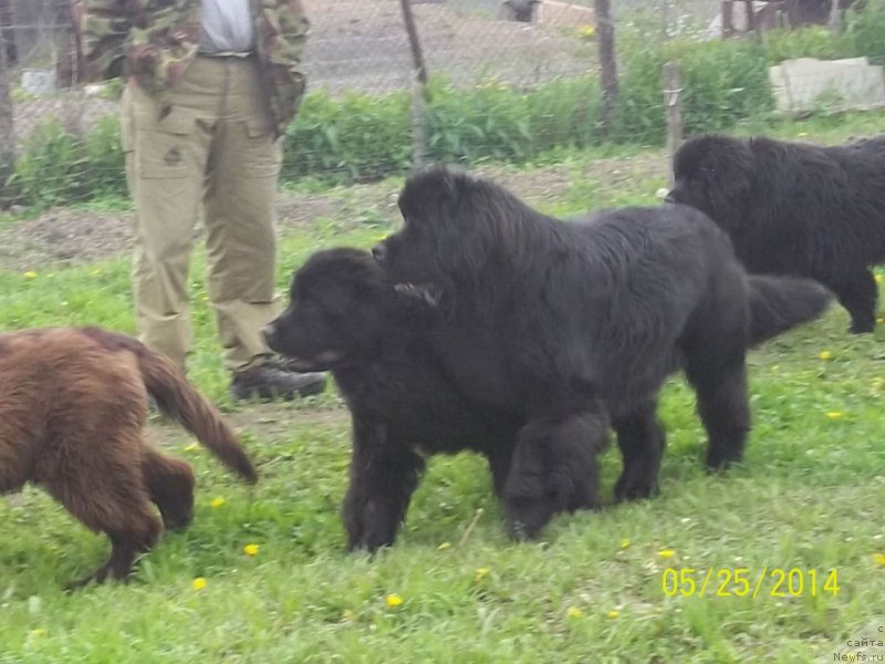 Фото: ньюфаундленд Super Premium Nao Del Trato (Супер Премиум Нао Дел Трато), ньюфаундленд Super Premium Nemessis (Супер Премиум Немессис)