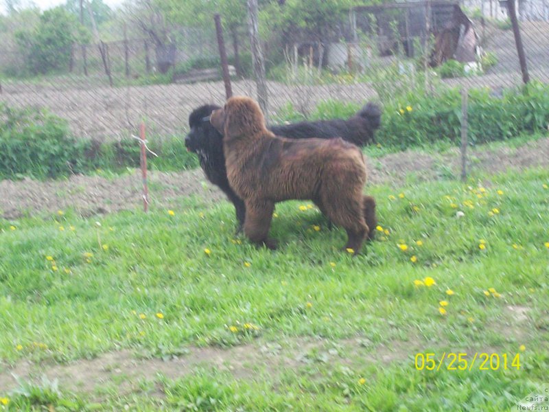 Фото: ньюфаундленд Super Premium Nemessis (Супер Премиум Немессис), ньюфаундленд N'yufort YU'Severino (Ньюфорт Ю'Северино)