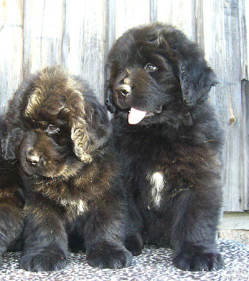 Фото: ньюфаундленд Imidj Damskiy Ugodnik (Имидж Дамский Угодник), ньюфаундленд Istochnik Vdohnoveniya dlya N'yufort (Источник Вдохновения для Ньюфорт)