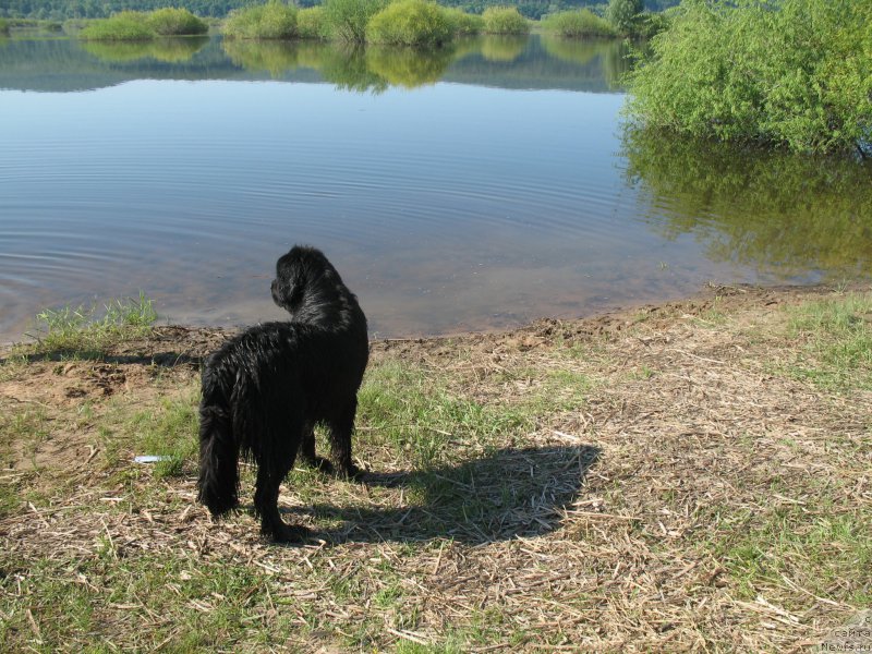 Фото: ньюфаундленд Zvezdnaya Pleyada Indus (Звездная Плеяда Индус)
