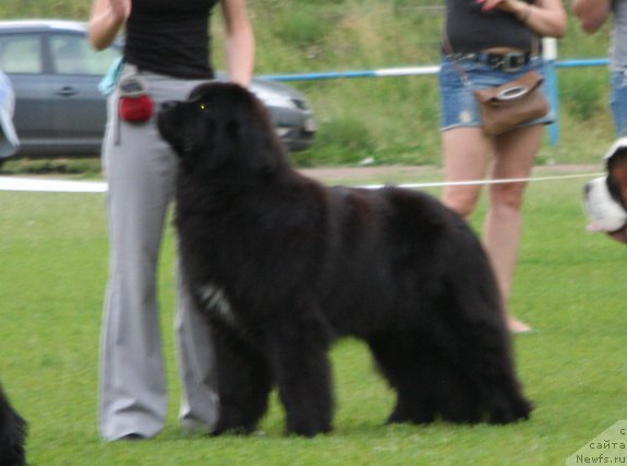 Фото: ньюфаундленд Aquatoriya Kelvin Schedrivochka (Акватория Келвин Щедривочка)
