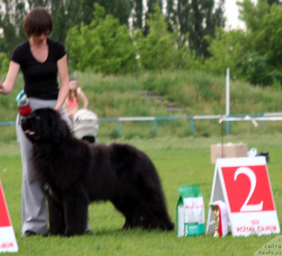 Фото: ньюфаундленд Aquatoriya Kelvin Schedrivochka (Акватория Келвин Щедривочка)