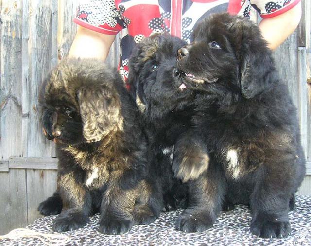 Фото: ньюфаундленд Izyuminka ot Brabusa (Изюминка от Брабуса), ньюфаундленд Imidj Damskiy Ugodnik (Имидж Дамский Угодник), ньюфаундленд Istochnik Vdohnoveniya dlya N'yufort (Источник Вдохновения для Ньюфорт)