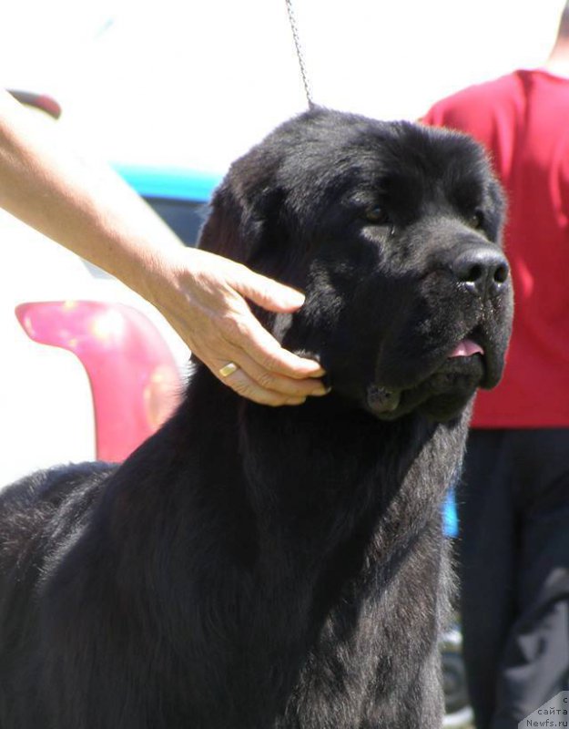 Фото: ньюфаундленд Chernaya Mafia Maybe She Will (Черная Мафия Маубе Ше Вилл)