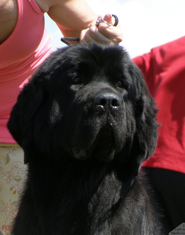 Фото: ньюфаундленд Chernaya Mafia Maybe She Will (Черная Мафия Маубе Ше Вилл)