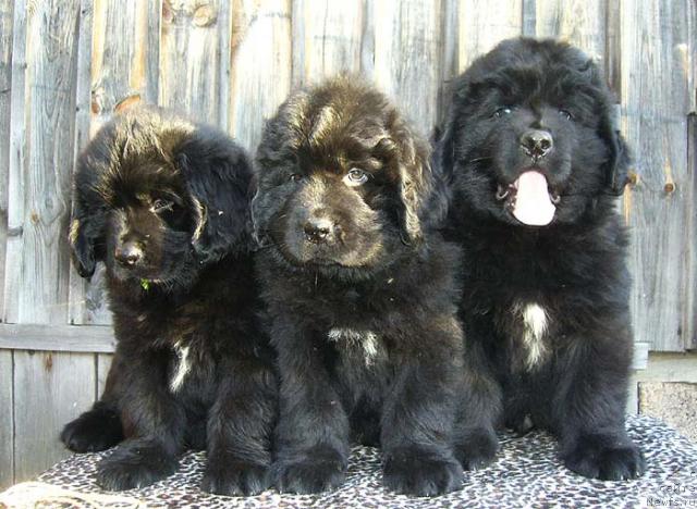 Фото: ньюфаундленд Izyuminka ot Brabusa (Изюминка от Брабуса), ньюфаундленд Imidj Damskiy Ugodnik (Имидж Дамский Угодник), ньюфаундленд Istochnik Vdohnoveniya dlya N'yufort (Источник Вдохновения для Ньюфорт)