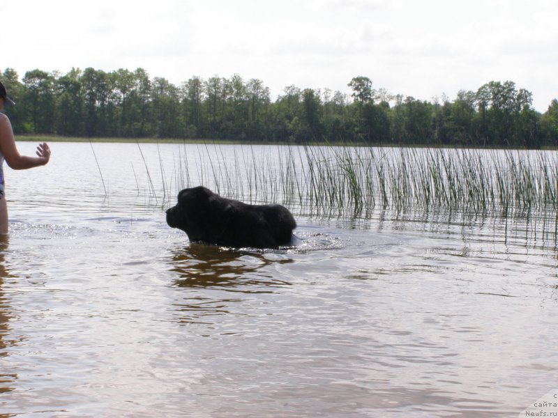Фото: ньюфаундленд Chernaya Mafia Maybe She Will (Черная Мафия Маубе Ше Вилл)