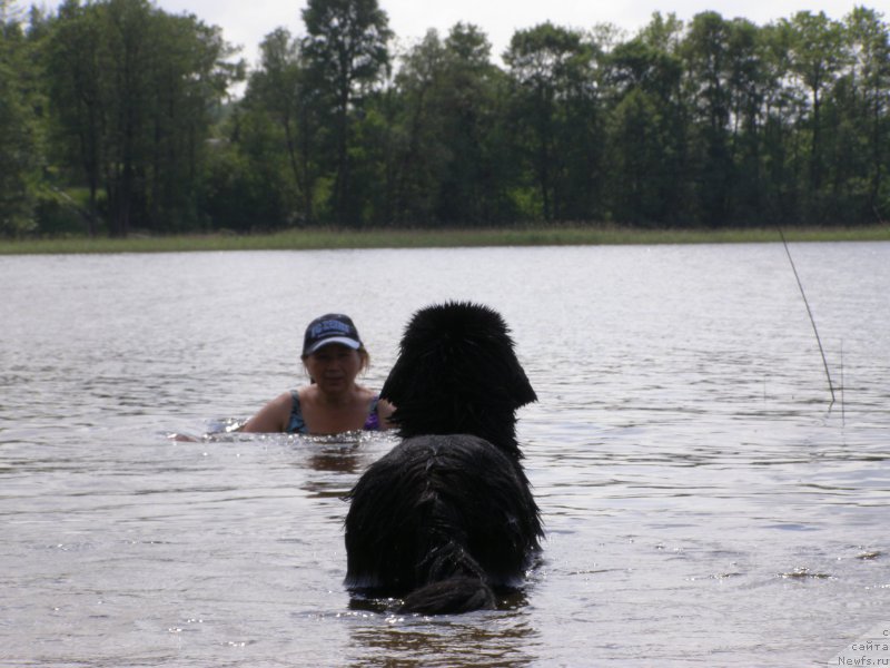 Фото: ньюфаундленд Chernaya Mafia Maybe She Will (Черная Мафия Маубе Ше Вилл)