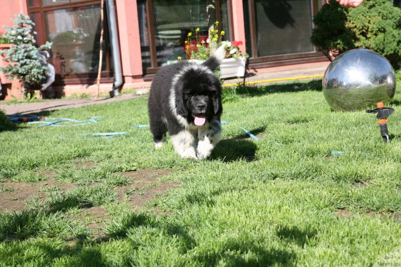 Фото: ньюфаундленд I love You Moon Bear