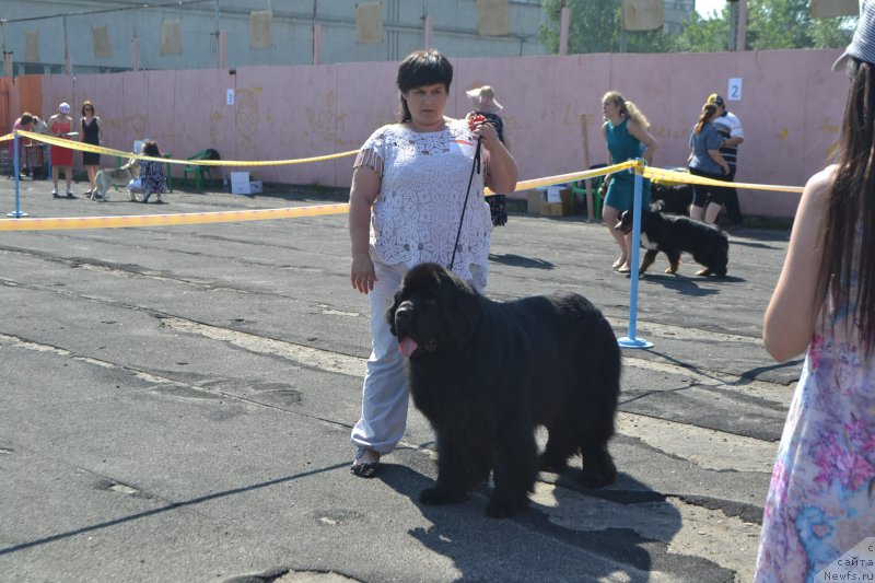 Фото: ньюфаундленд Uyutnaya Dolina Andros Grif (Уютная Долина Андрос Гриф)
