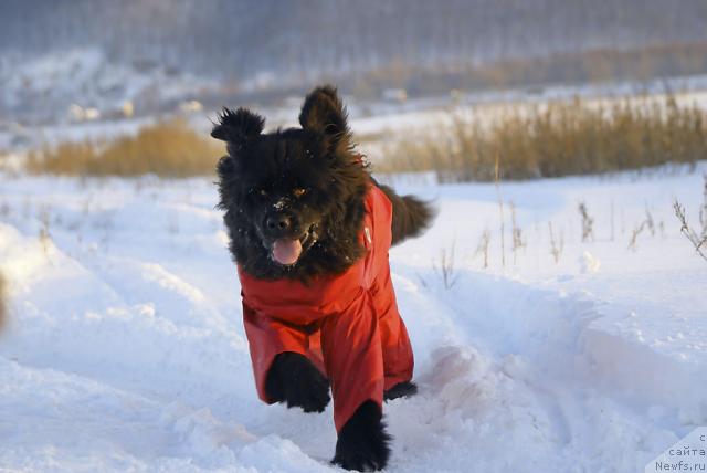 Фото: ньюфаундленд Ygan s Toyanova Gorodka (Юган с Тоянова Городка)