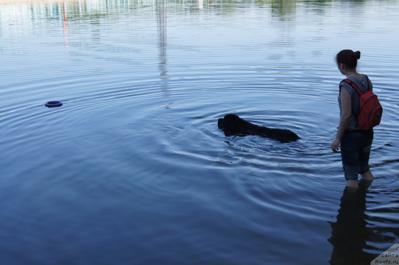 Фото: ньюфаундленд Chernyj Chank s Berega Dona (Черный Чанк с Берега Дона)