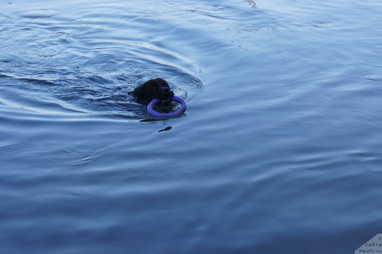 Фото: ньюфаундленд Chernyj Chank s Berega Dona (Черный Чанк с Берега Дона)