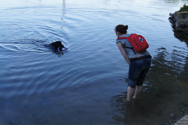 Фото: ньюфаундленд Chernyj Chank s Berega Dona (Черный Чанк с Берега Дона)