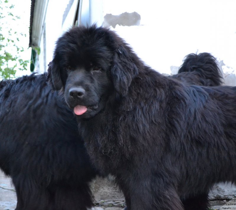 Фото: ньюфаундленд Talisman Morya Mishel' (Талисман Моря Мишель)