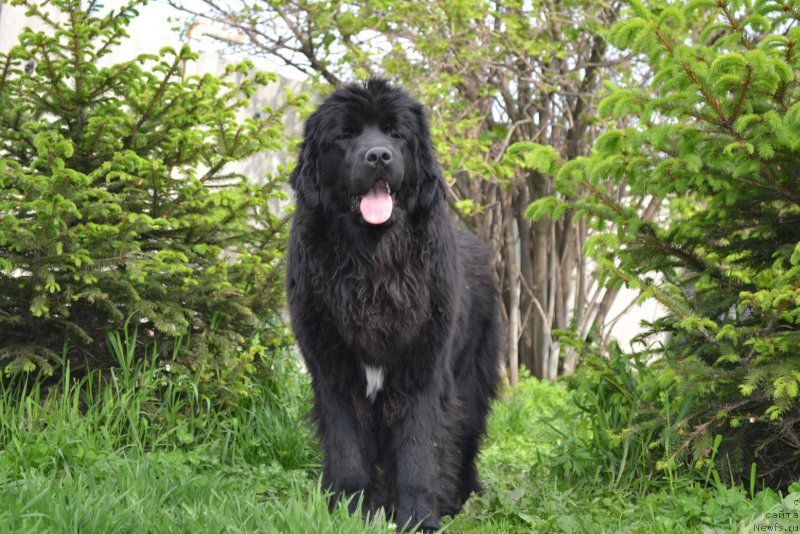 Фото: ньюфаундленд Talisman Morya Mishel' (Талисман Моря Мишель)