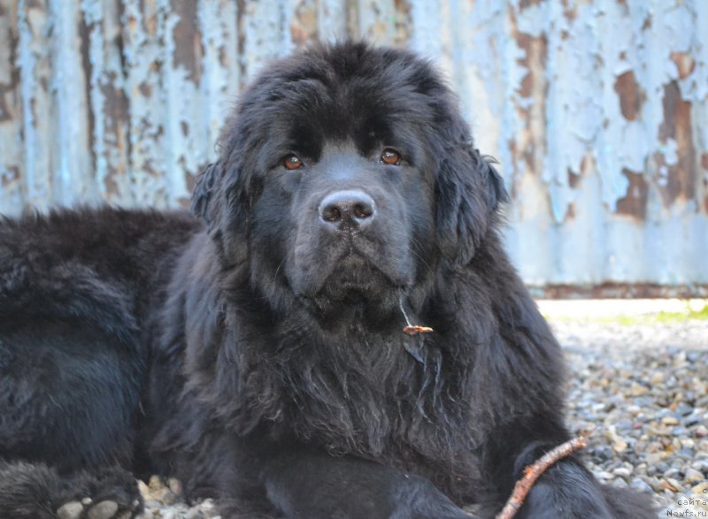 Фото: ньюфаундленд Talisman Morya Mishel' (Талисман Моря Мишель)