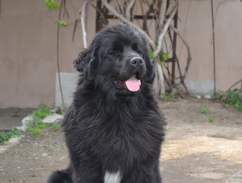 Фото: ньюфаундленд Talisman Morya Mishel' (Талисман Моря Мишель)