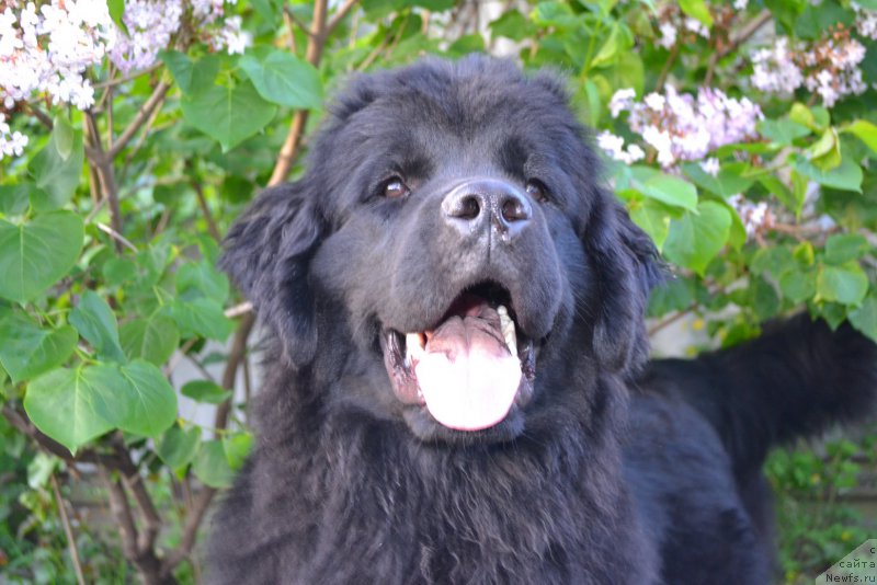 Фото: ньюфаундленд Talisman Morya Magiya Voln (Талисман Моря Магия Волн)